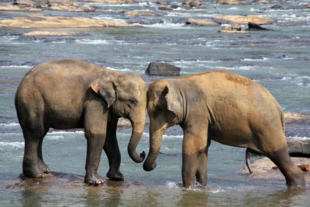 elephant-471480_1920