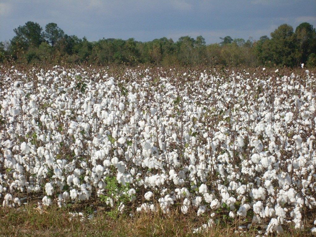 cotton-233920_1920